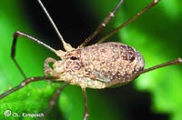 Rilaena triangularis