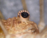 Rilaena triangularis