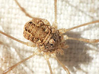 Rilaena triangularis