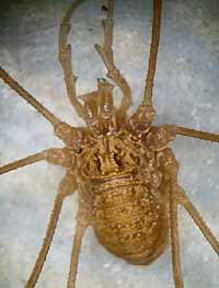Rilaena triangularis