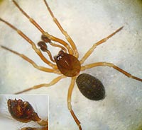 Robertus lividus