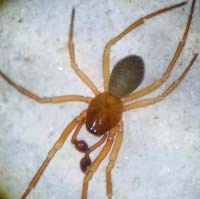Robertus lividus