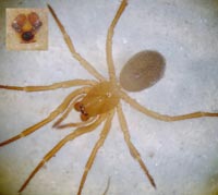 Robertus lividus