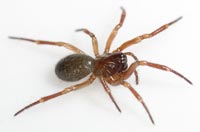 Robertus lividus