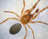 Robertus neglectus