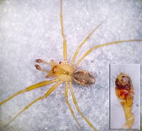 Rugathodes (=Theridion) instabilis