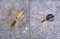 Rugathodes (=Theridion) instabilis