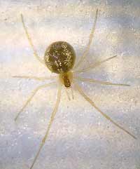 Rugathodes (=Theridion) instabilis