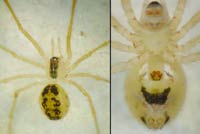 Rugathodes (=Theridion) instabilis