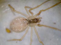 Rugathodes (=Theridion) instabilis