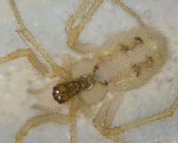 Rugathodes (=Theridion) instabilis