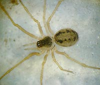 Rugathodes (=Theridion) instabilis