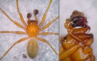 Saaristoa abnormis