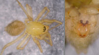Saaristoa abnormis