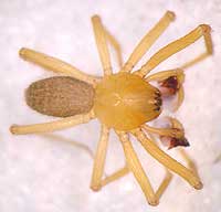 Saaristoa abnormis