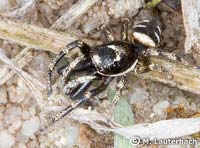 Salticus scenicus