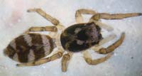 Salticus scenicus