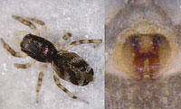 Salticus zebraneus