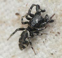 Salticus zebraneus