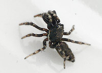 Salticus zebraneus