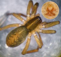 Scotina celans