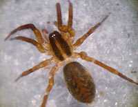 Scotina celans