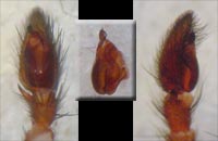 Scotophaeus blackwalli --> anklicken zum vergrössern (click to enlarge)