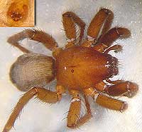 Scotophaeus blackwalli --> anklicken zum vergrössern (click to enlarge)