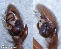 Scotophaeus quadripunctatus