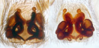 Scotophaeus quadripunctatus