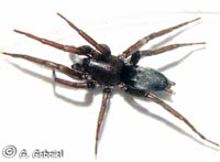 Scotophaeus quadripunctatus