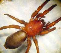 Scotophaeus scutulatus --> anklicken zum vergrössern (click to enlarge)