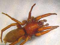 Scotophaeus scutulatus --> anklicken zum vergrössern (click to enlarge)