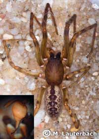 Segestria bavarica