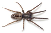 Segestria bavarica