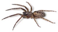 Segestria bavarica