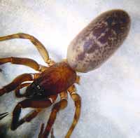 Segestria bavarica