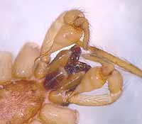 Segestria senoculata