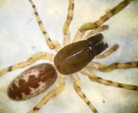 Segestria senoculata