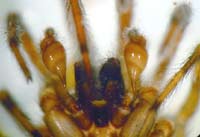 Segestria senoculata