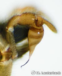 Segestria senoculata