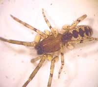 Segestria senoculata