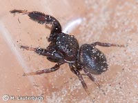 Sibianor aurocinctus