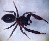 Sibianor aurocinctus