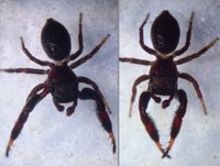 Sibianor aurocinctus