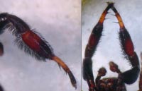 Sibianor aurocinctus