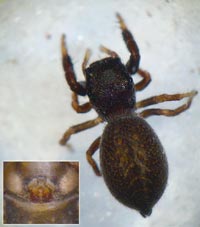 Sibianor aurocinctus