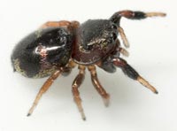 Sibianor aurocinctus