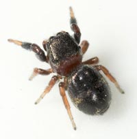 Sibianor aurocinctus
