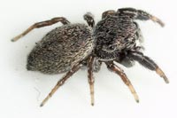 Sibianor aurocinctus